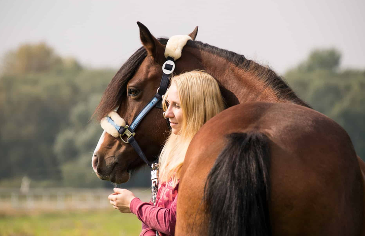 Informationen zur Pferdeversicherung