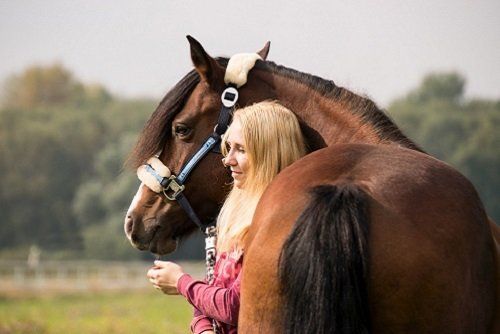 Pferdeversicherungen Informationen zur Pferdeversicherung