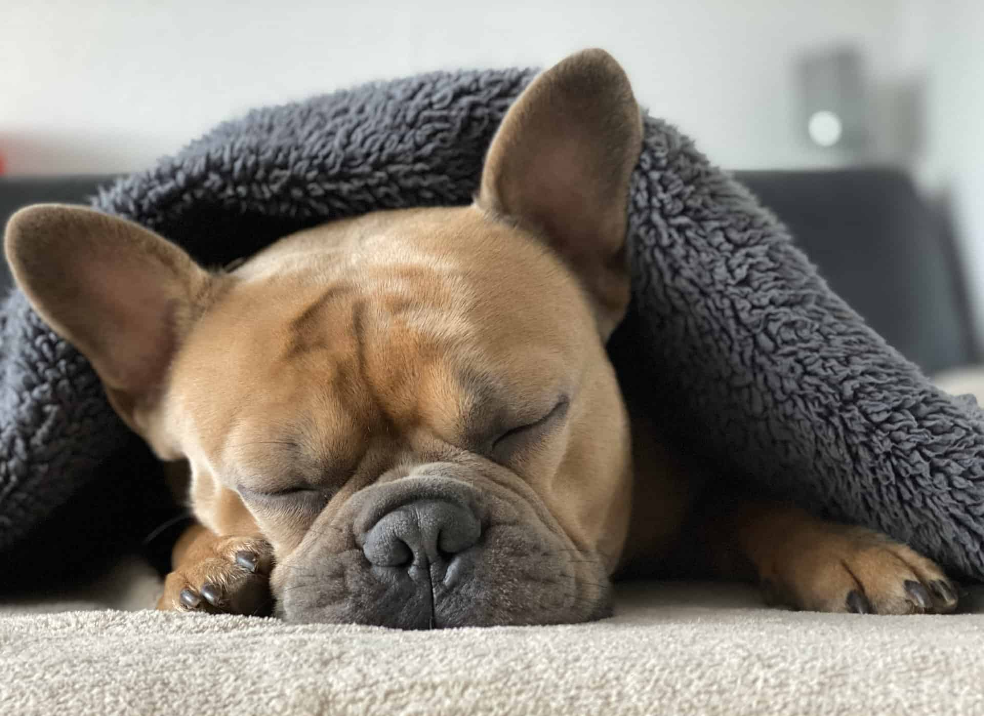 Hunde Krankenversicherung Die Krankenversicherung der Uelzener bezahlt Ihre Tierarztrechnung