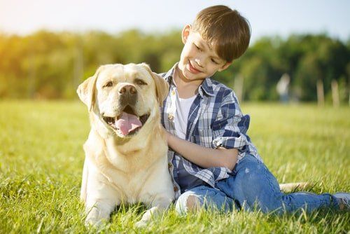 Die Uelzener Versicherung schützt vor hohen Kosten, wenn Ihr Hund operiert werden muss