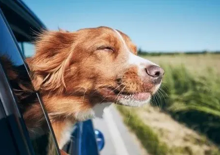 Hunde Haftpflichtversicherung Mit der Hundehaftpflicht der Uelzener gut versichert