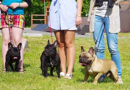 Trainer - Hundeschulen - Hundepensionen ... Betriebshaftpflicht für Hundebetriebe, Trainer, Hundevereine ist besonders wichtig