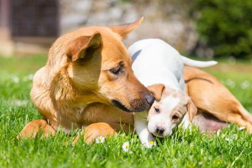 Hundeversicherungen Informationen zur Hundeversicherung