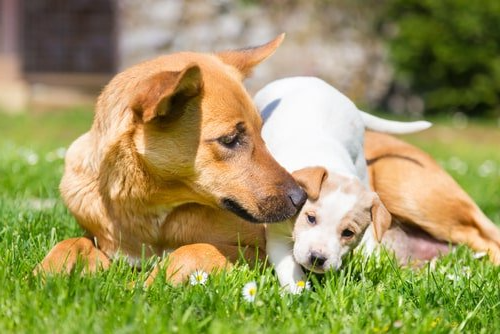 Informationen zur Hundeversicherung