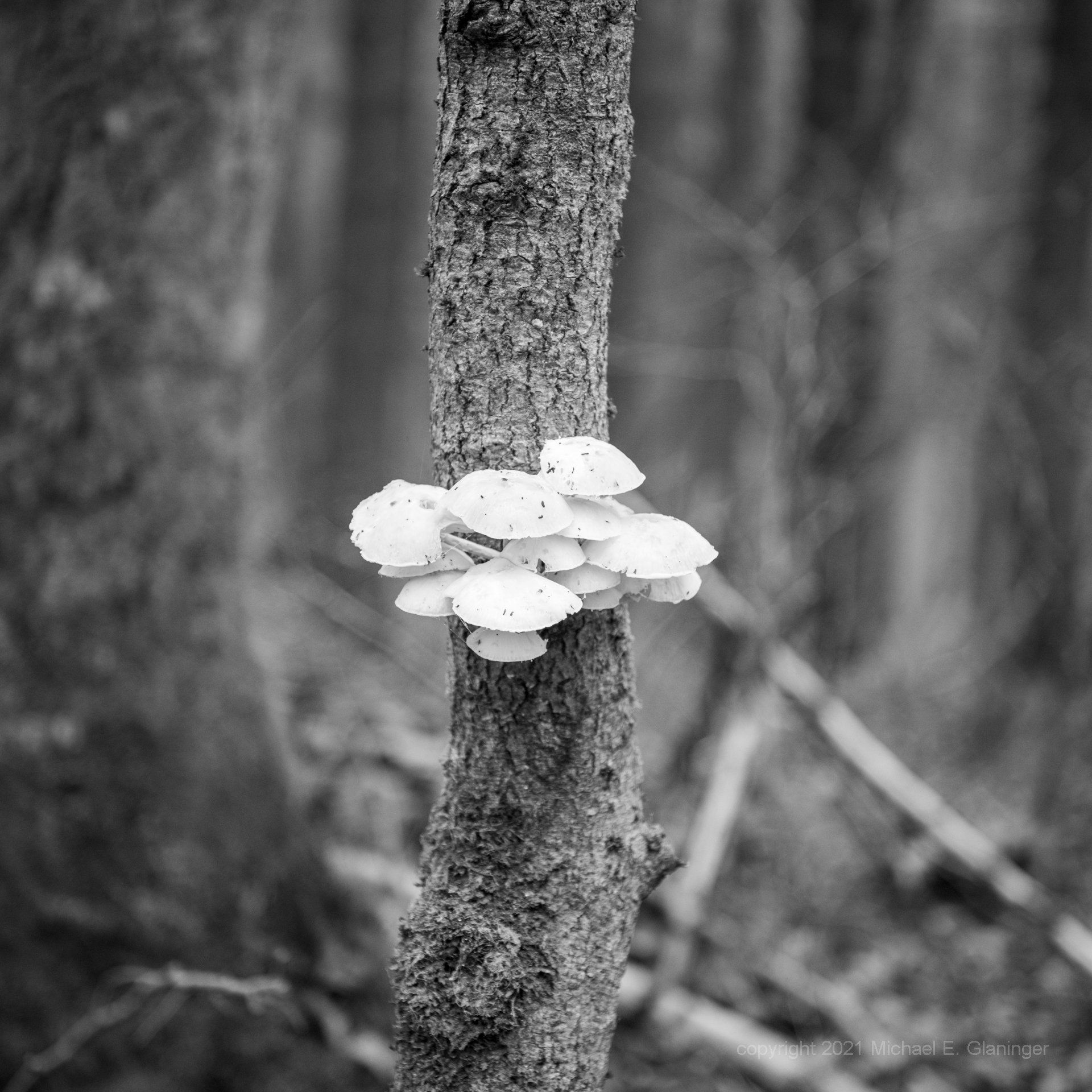 view deer GlanINGer - art2runbusiness - views