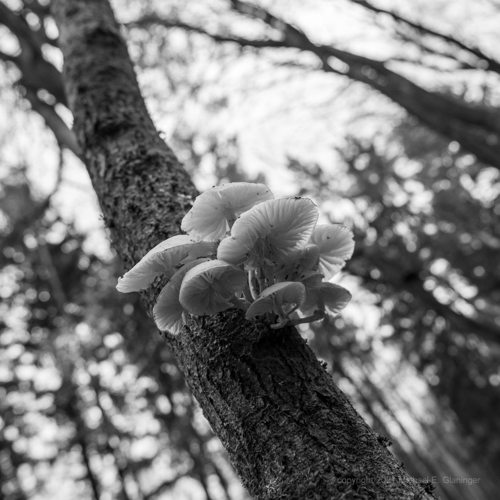 Perspektive Fuchs GlanINGer - art2runbusiness - Perspektiven