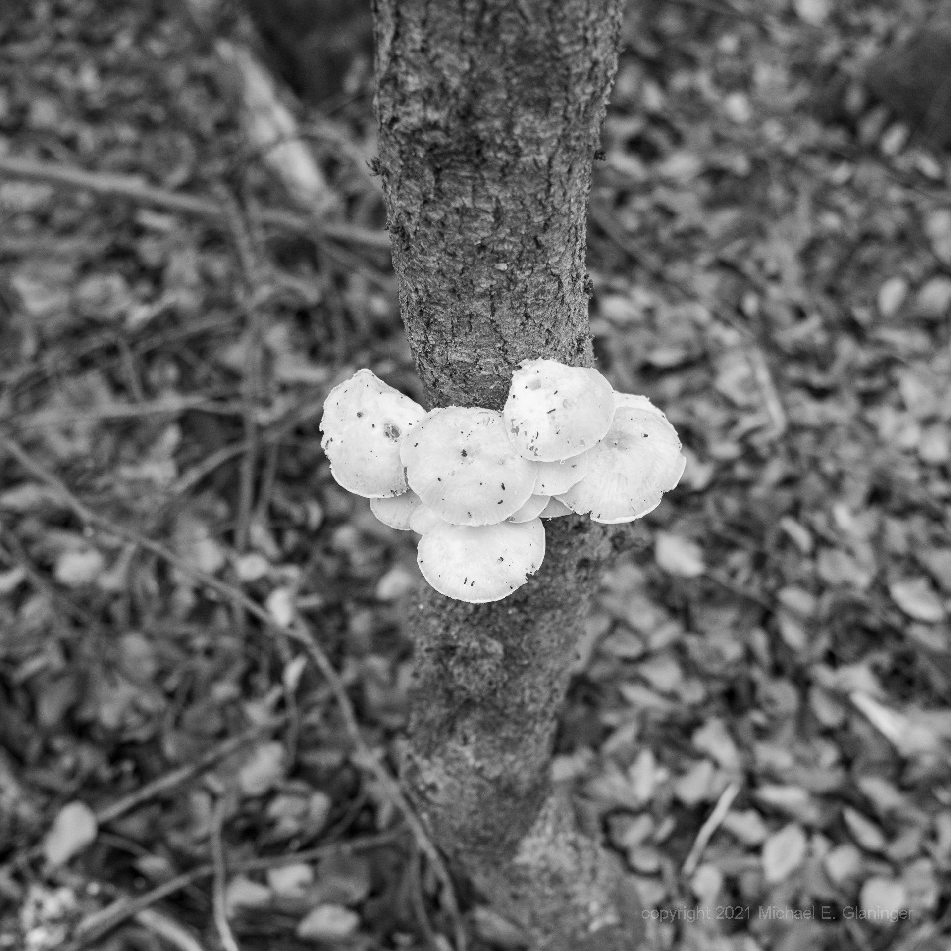 view squirrel GlanINGer - art2runbusiness - views