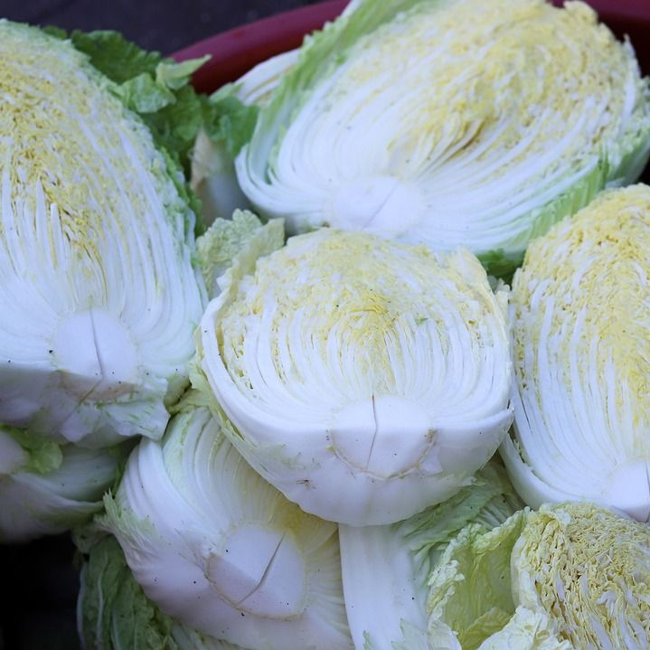 Chinakohl ist die Basis für das beliebte Kimchi.