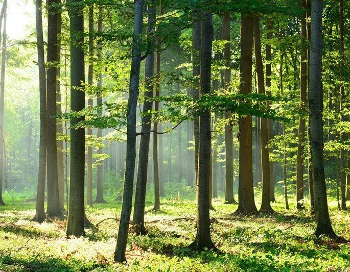 La forêt idéale vue par Matthieu Foulonneau : ici pousse peut-être votre future maison !