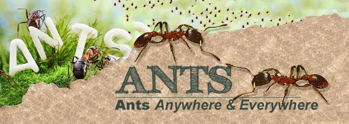 Ant control