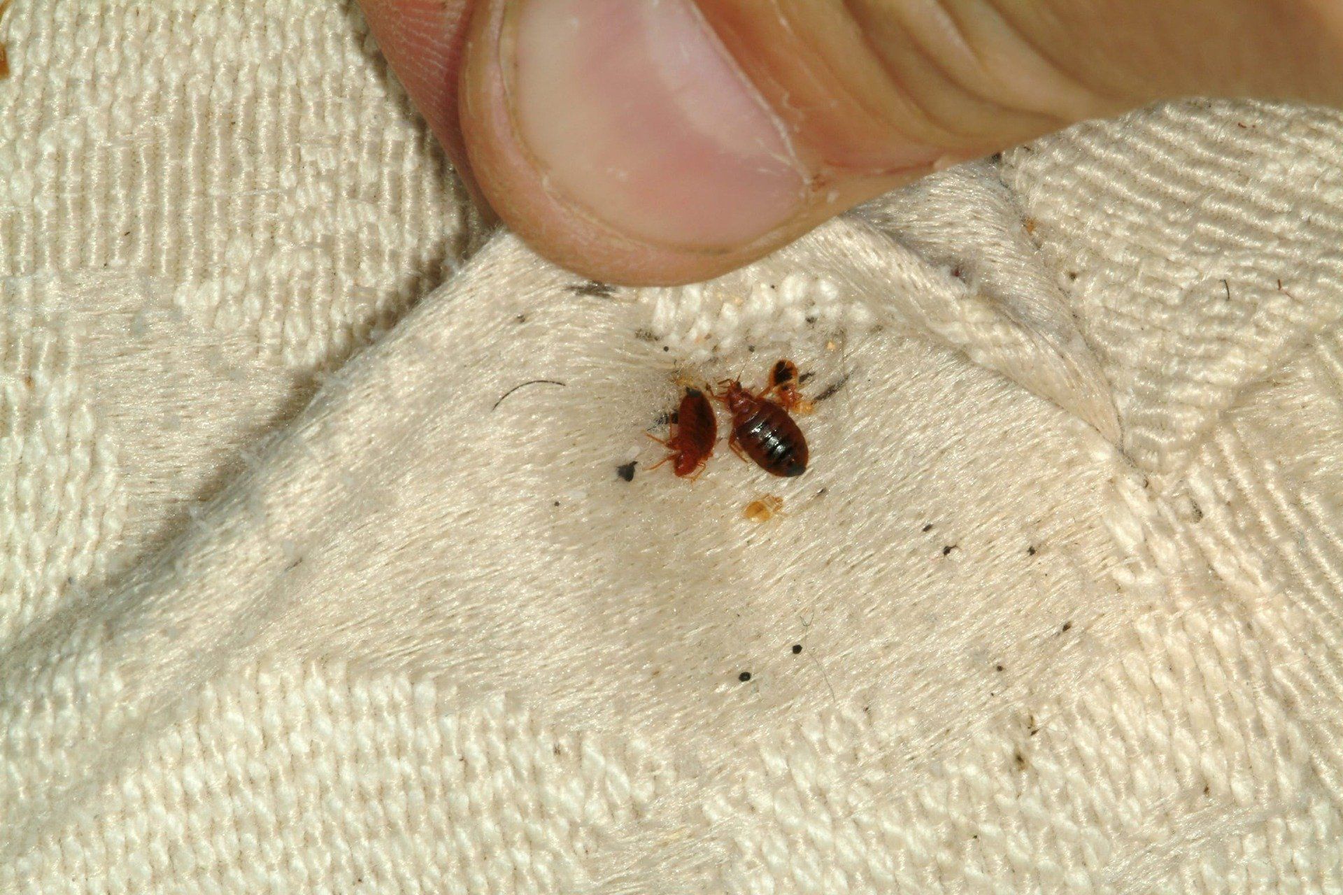 Battlefield bedbugs