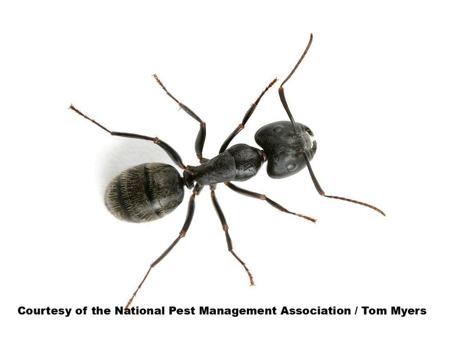 Springfield black carpenter ant