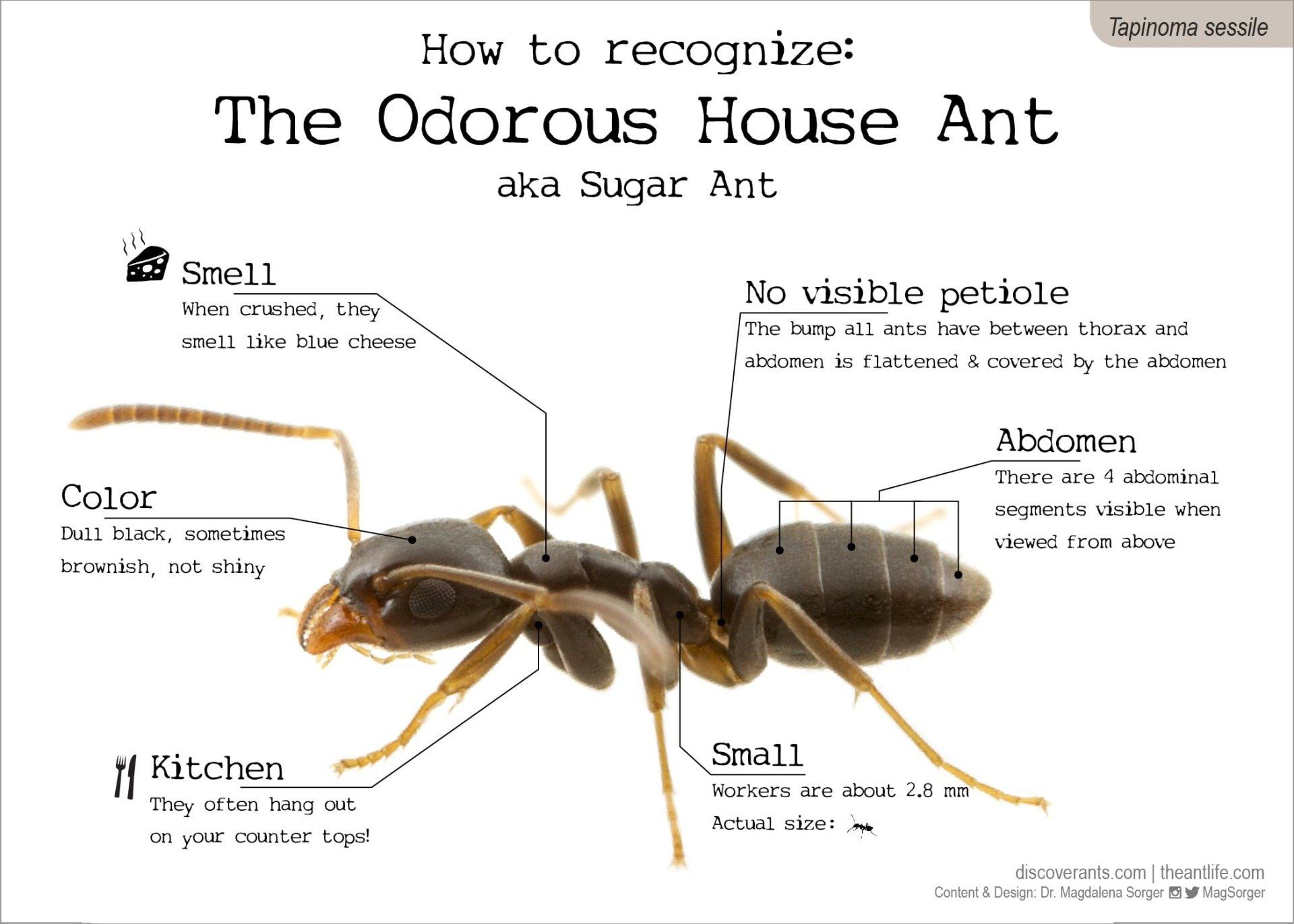 Get rid of ants Nixa