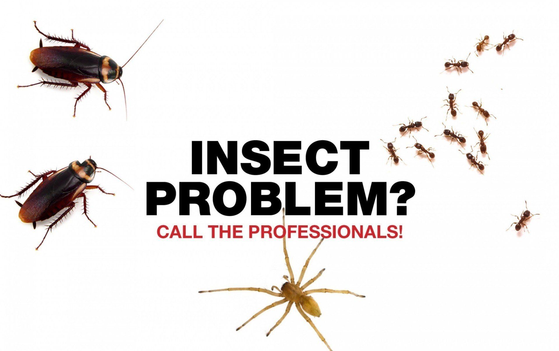 Springfield pest control