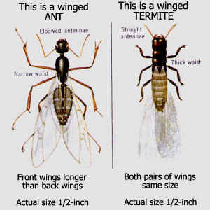 Termite treatment