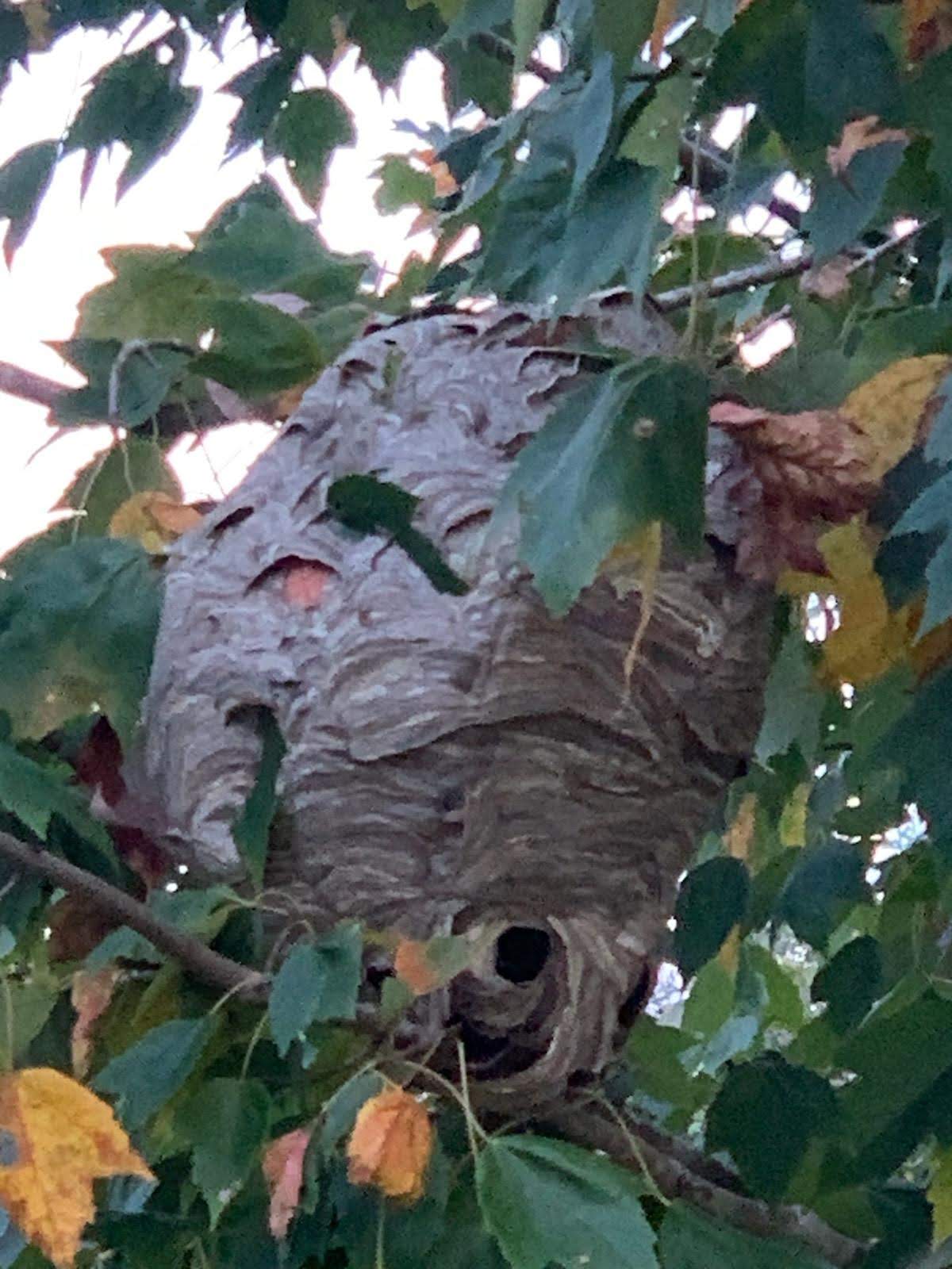 Get rid of wasps, hornets, bees in Nixa Mo