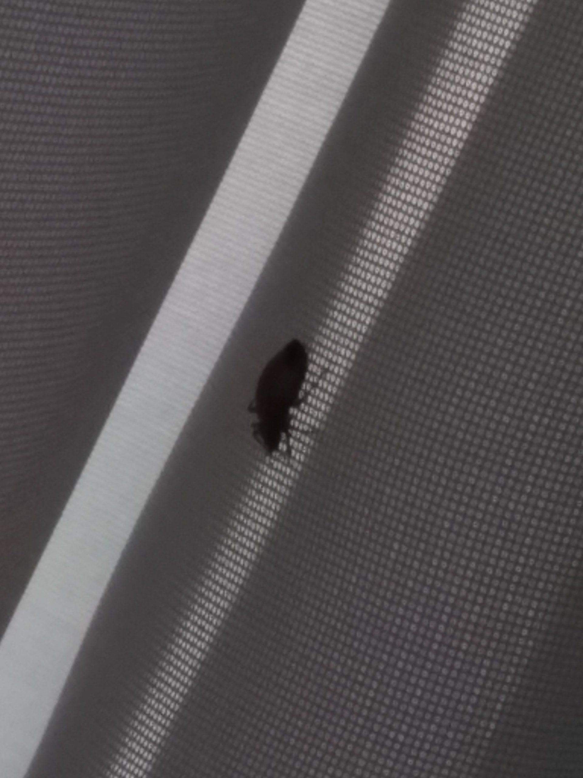 bedbug on curtain