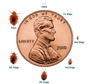 bedbug size