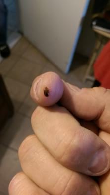 Get rid of bedbugs Nixa Mo