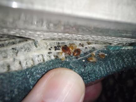 bed bug pest control nixa