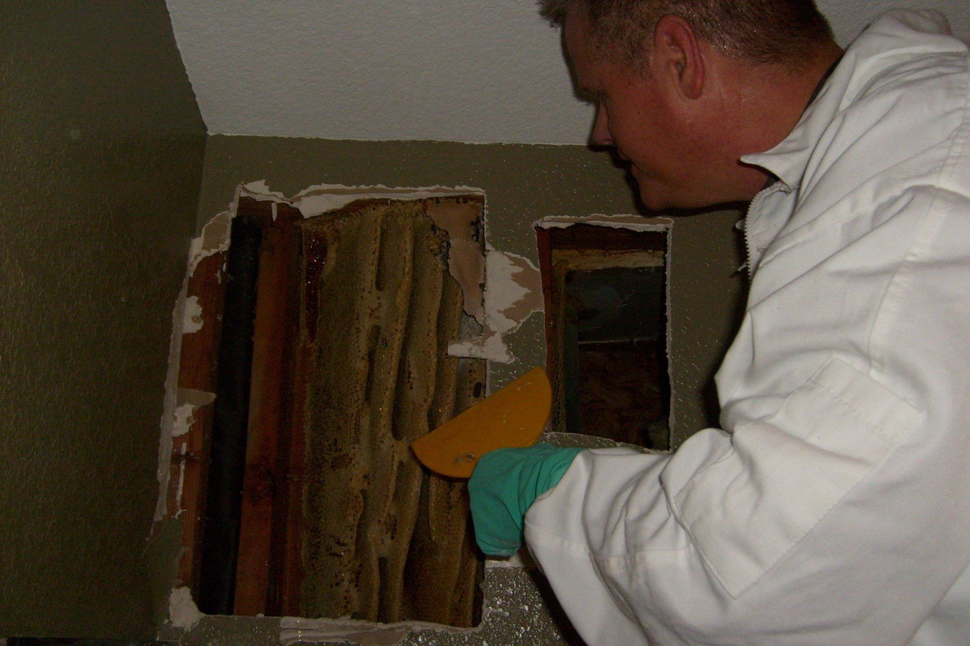 get rid of bees springfield