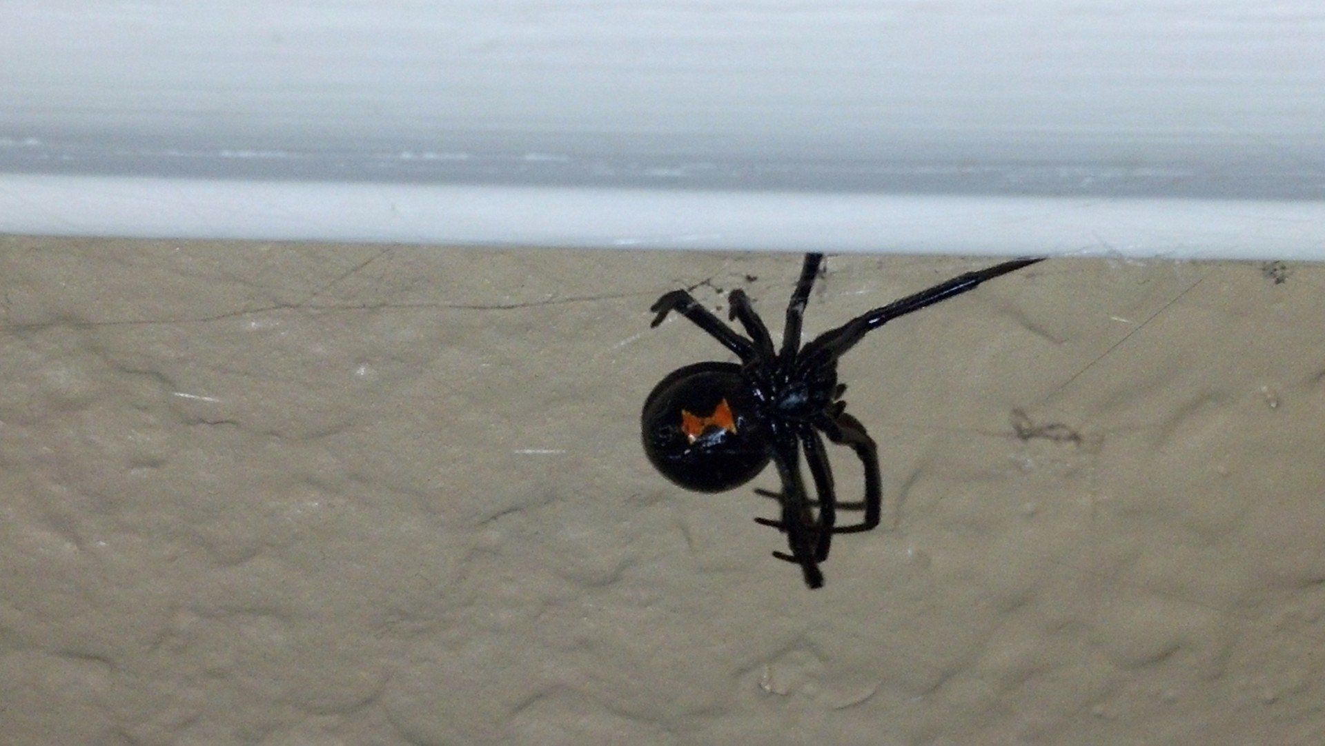 Ozark Mo black widow spider