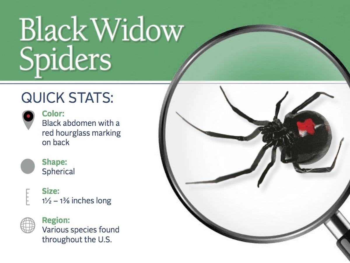 Get rid of spiders in Battlefield MO