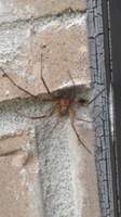 Brown Recluse Spider Removal