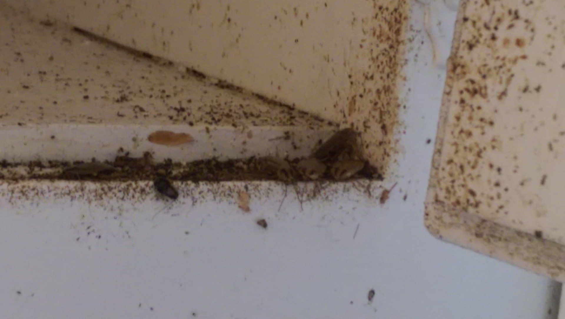 cockroaches in Springfield Mo