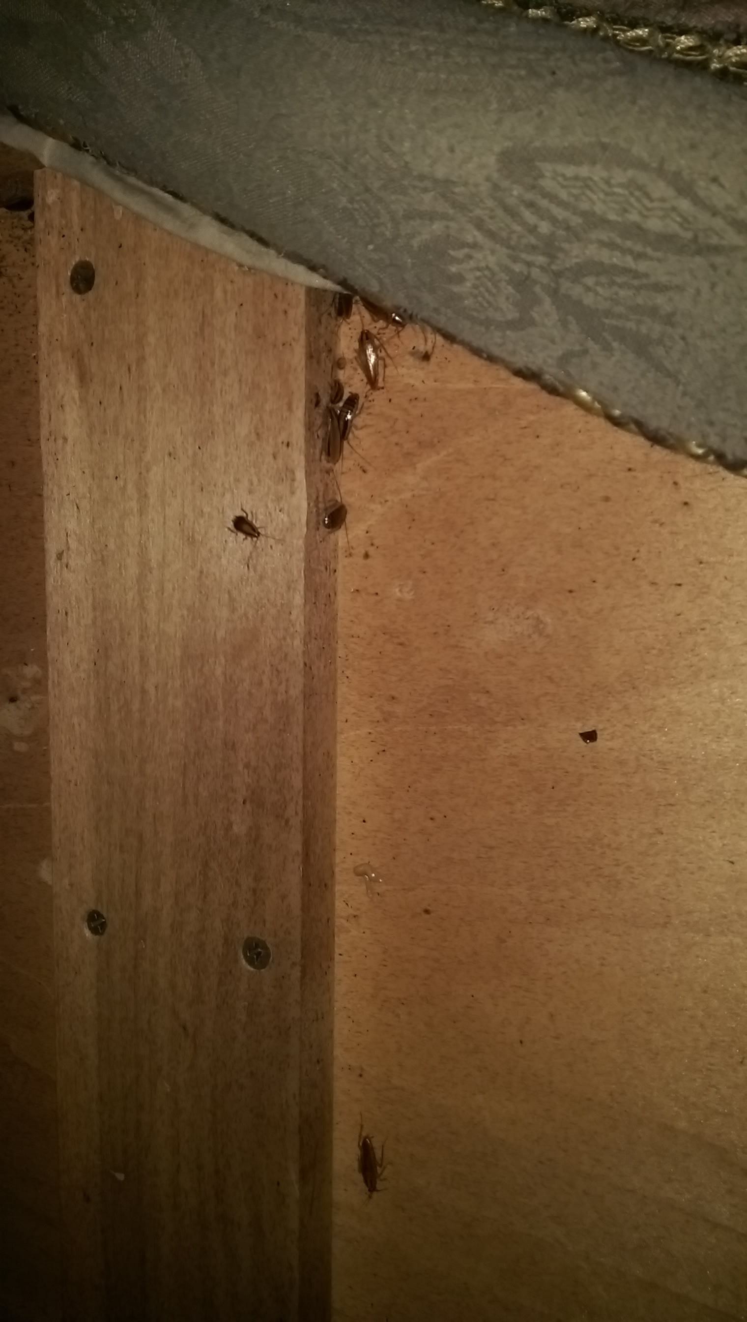 Get rid of roaches in rogersville mo