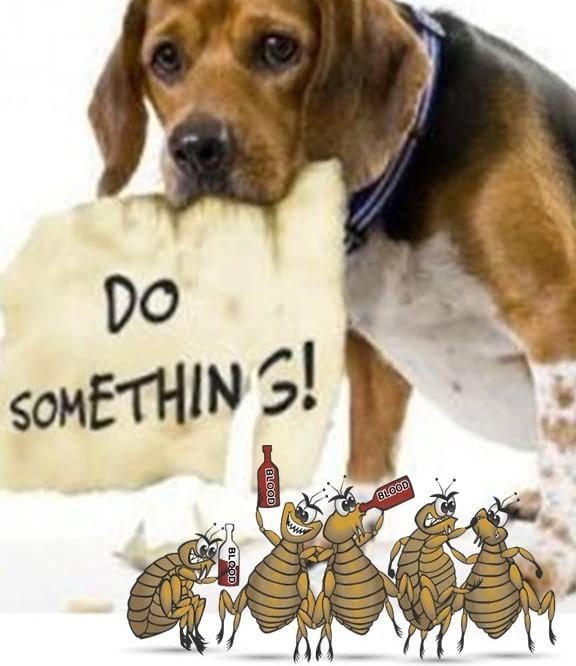 get rid of fleas Republic Mo