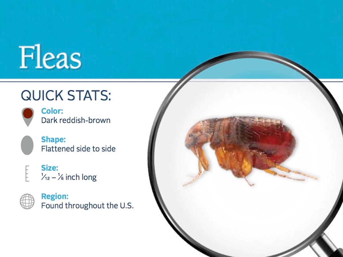 Get rid of fleas Battlefield Mo