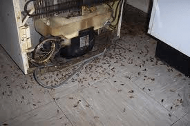 cockroaches