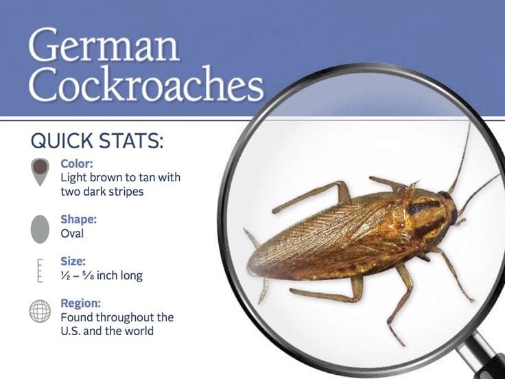 Get rid of cockroaches nixa Mo