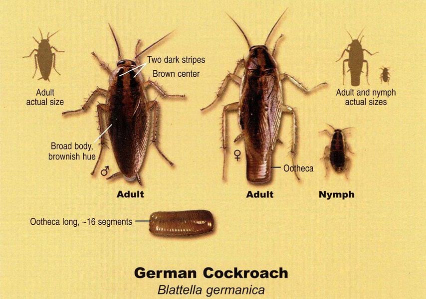 Roaches in battlefield missouri