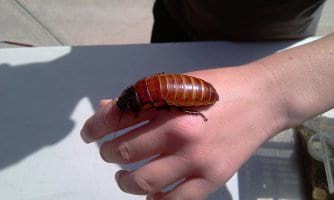 Springfield cockroaches