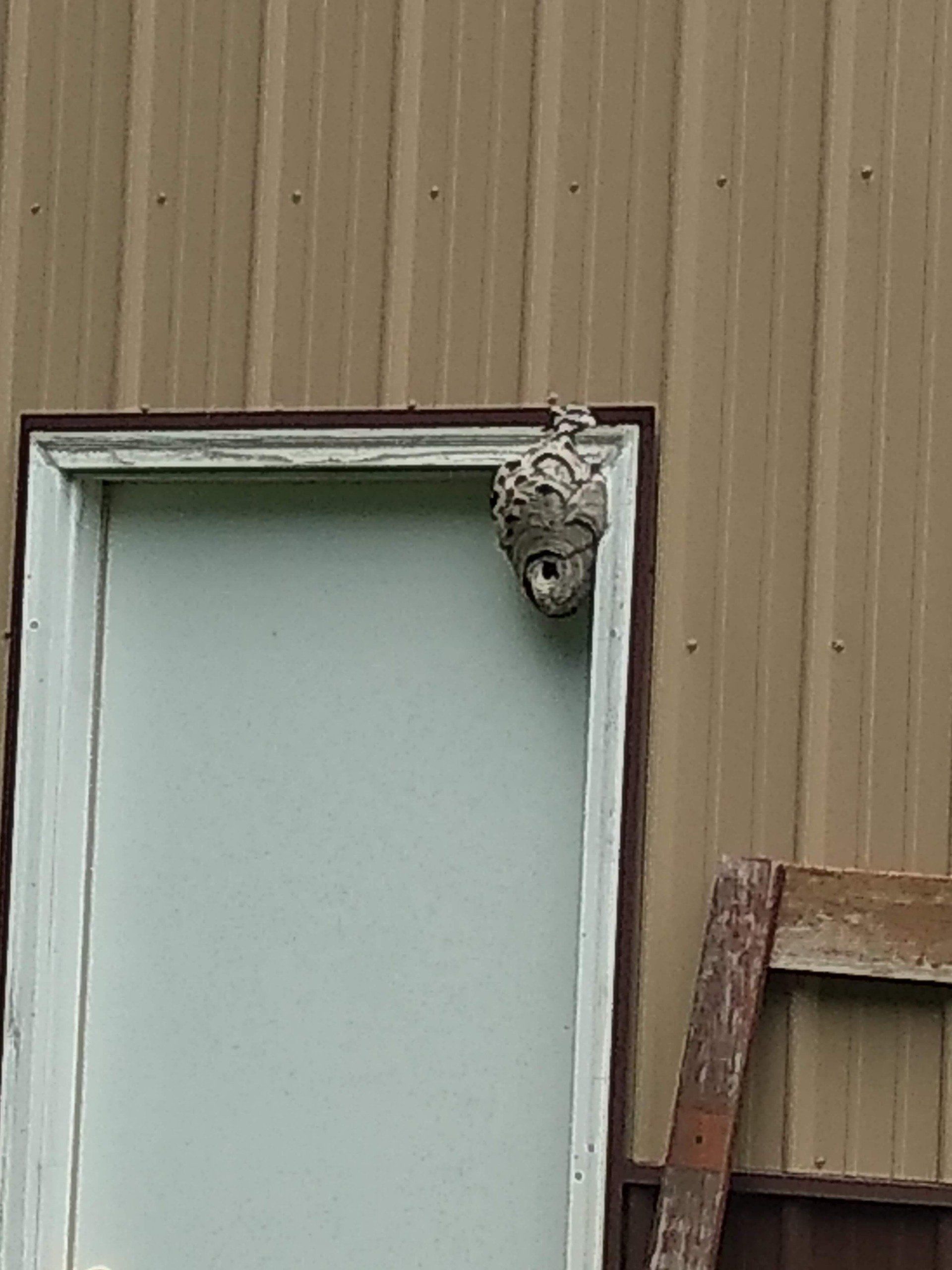 Bald Faced Hornet Nest