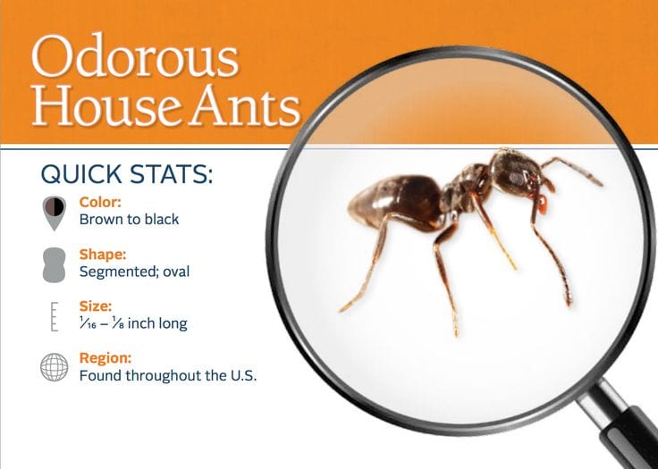 Get rid of ants in Battlefield