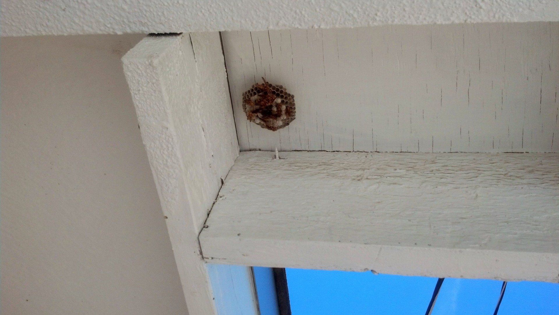 Get rid of wasps Rogersville Mo