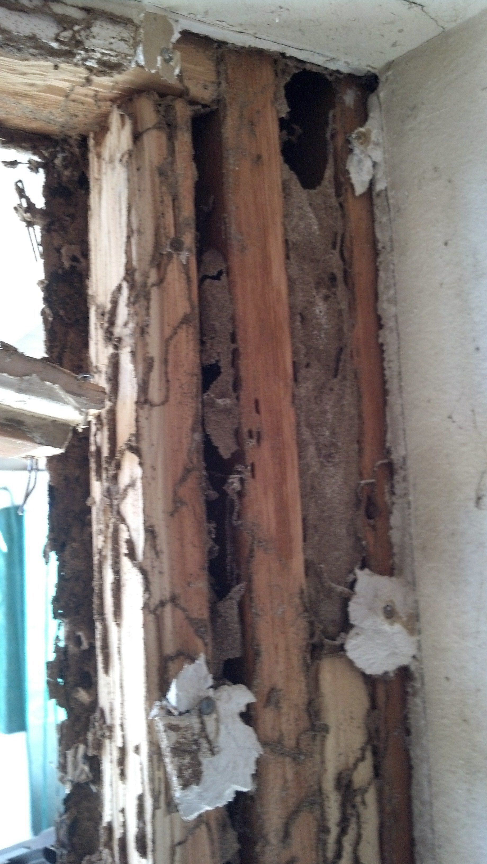 springfield termites