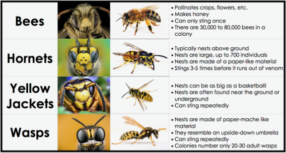 Wasps and hornets