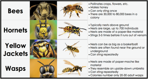 wasps and hornets