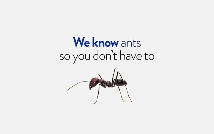 Get rid of ants in Ozark Mo