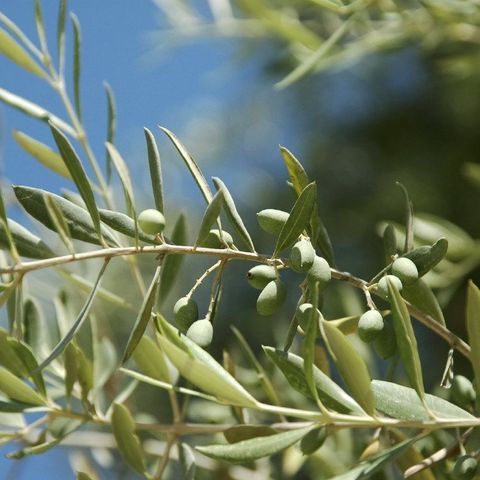 Detailfokus im Autismus-Spektrum