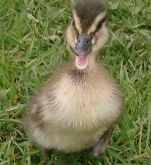 Stockenteneintagsküken