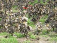 Jungstockeenten 16 Tage alt