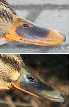 Schnabelvariationen Ente