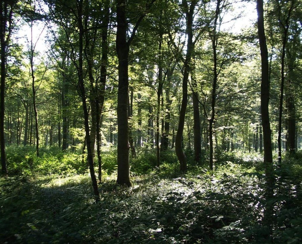 Balade en forêt de Phalempin