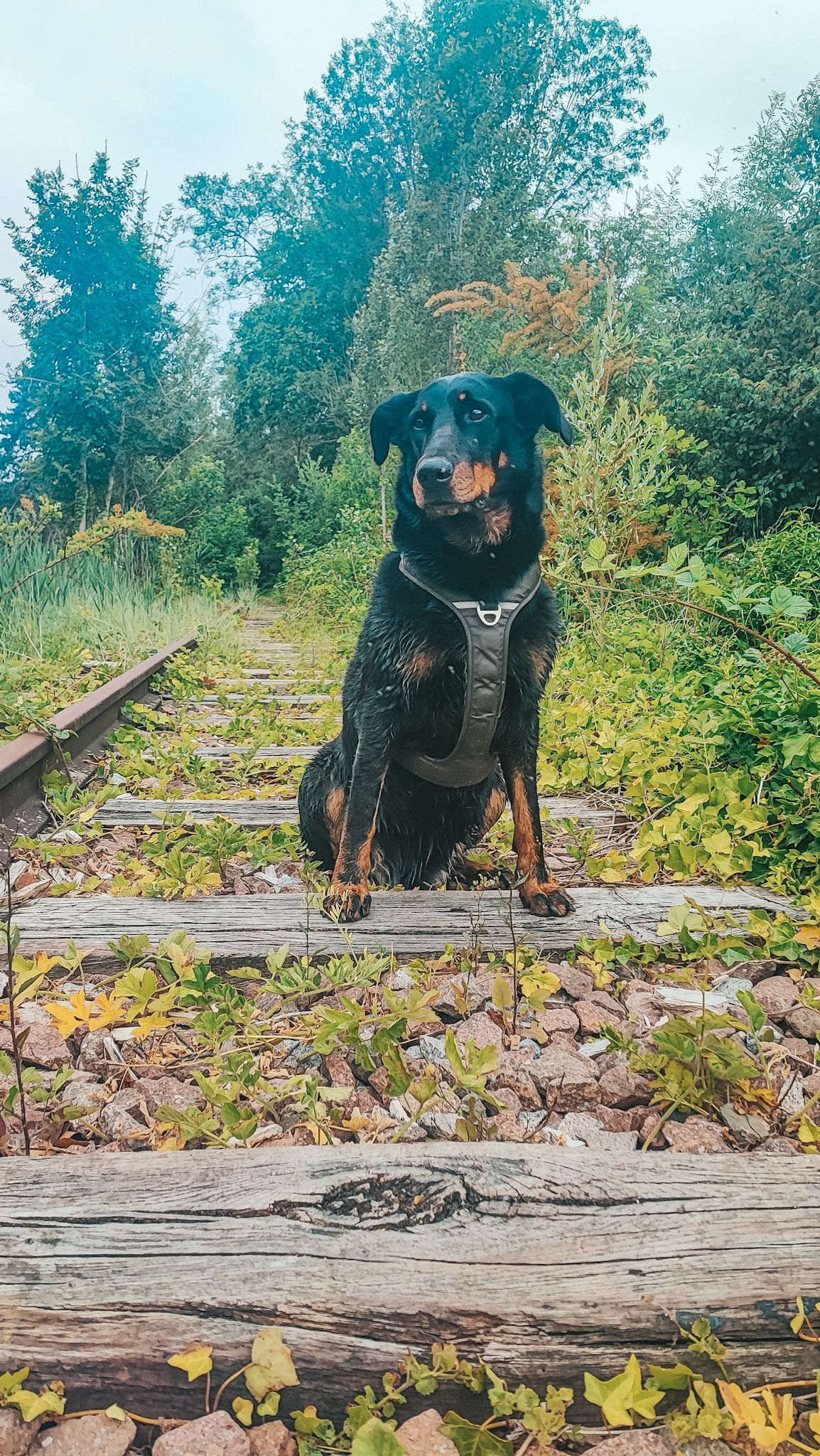 Éducation canine coopérative et bienveillante