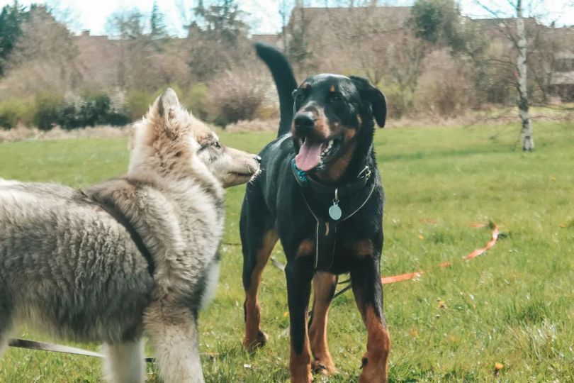 Éducation canine coopérative et bienveillante